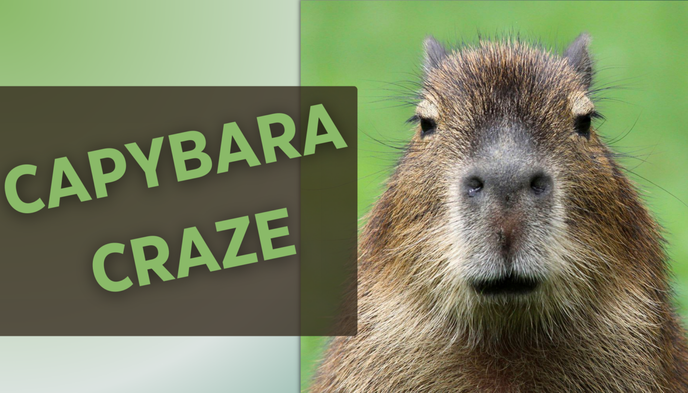 Capybara animal on screen with text saying capybara craze