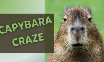 Capybara animal on screen with text saying capybara craze