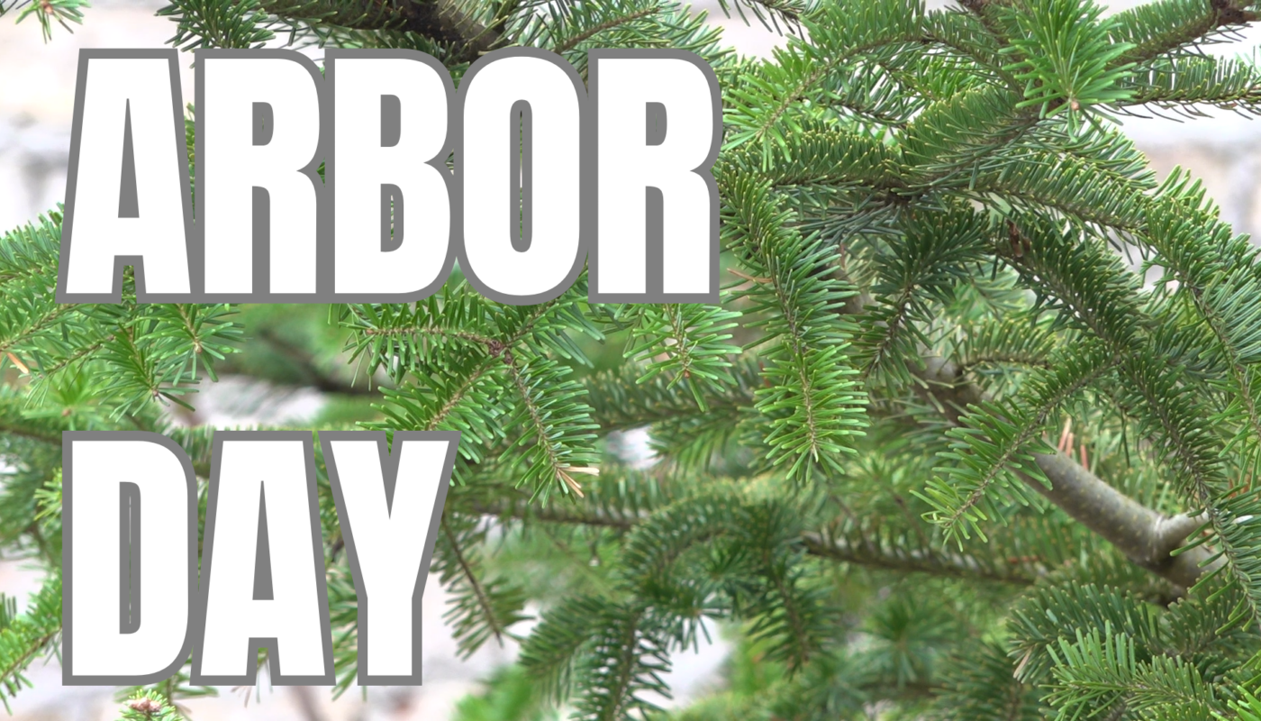 A close-up shot of a Fir tree at the University of Minnesota's arboretum in Chaska, Minnesota.